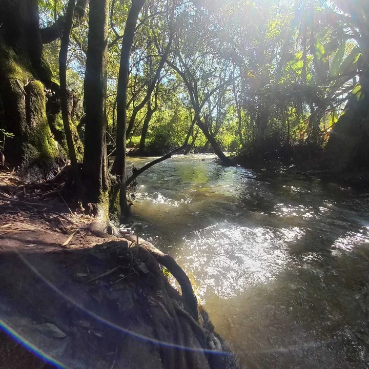 The river running through the trees, sunlight breaking across the water